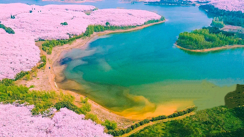 粉色世界•平坝樱花